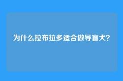 为什么拉布拉多适合做导盲犬？