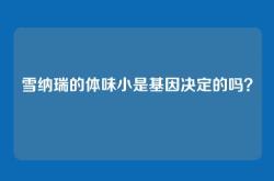 雪纳瑞的体味小是基因决定的吗？