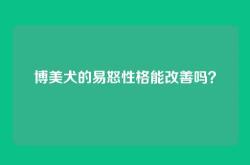 博美犬的易怒性格能改善吗？