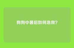 狗狗中暑后如何急救？