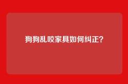狗狗乱咬家具如何纠正？