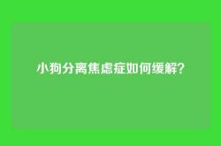 小狗分离焦虑症如何缓解？