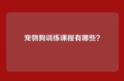 宠物狗训练课程有哪些？