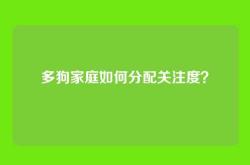 多狗家庭如何分配关注度？