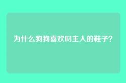 为什么狗狗喜欢叼主人的鞋子？