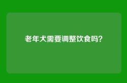 老年犬需要调整饮食吗？