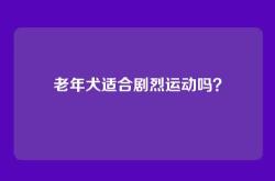 老年犬适合剧烈运动吗？