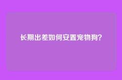 长期出差如何安置宠物狗？