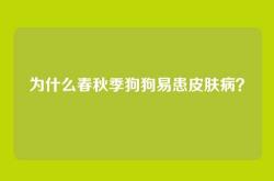 为什么春秋季狗狗易患皮肤病？