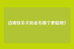 边境牧羊犬和金毛哪个更聪明？