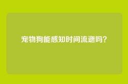 宠物狗能感知时间流逝吗？