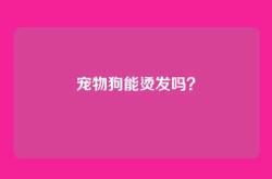 宠物狗能烫发吗？