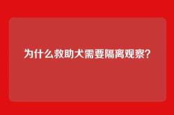 为什么救助犬需要隔离观察？