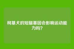 柯基犬的短腿基因会影响运动能力吗？