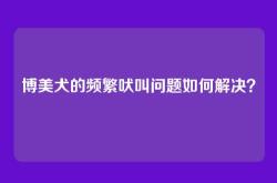 博美犬的频繁吠叫问题如何解决？