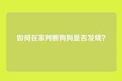 如何在家判断狗狗是否发烧？