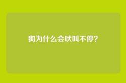 狗为什么会吠叫不停？