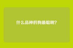 什么品种的狗最聪明？