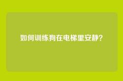 如何训练狗在电梯里安静？