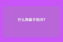 什么狗最不怕冷？