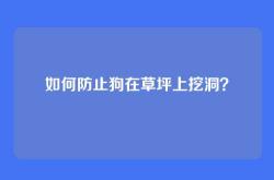 如何防止狗在草坪上挖洞？