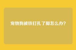 宠物狗被铁钉扎了脚怎么办？