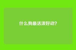 什么狗最活泼好动？
