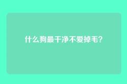 什么狗最干净不爱掉毛？