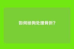 如何给狗处理骨折？