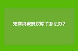 宠物狗被蚂蚁咬了怎么办？