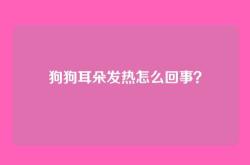 狗狗耳朵发热怎么回事？