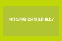 为什么狗会把头放在你腿上？