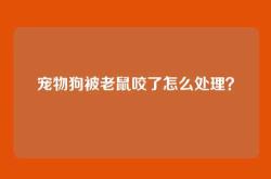 宠物狗被老鼠咬了怎么处理？