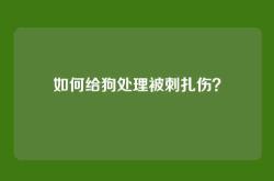 如何给狗处理被刺扎伤？