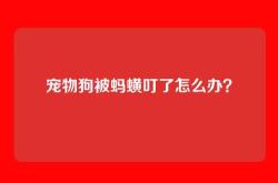 宠物狗被蚂蟥叮了怎么办？