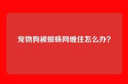宠物狗被蜘蛛网缠住怎么办？