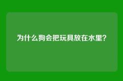 为什么狗会把玩具放在水里？
