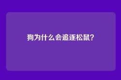 狗为什么会追逐松鼠？