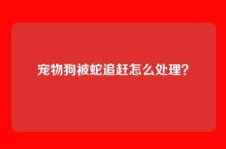 宠物狗被蛇追赶怎么处理？