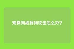 宠物狗被野狗攻击怎么办？