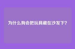 为什么狗会把玩具藏在沙发下？