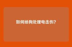 如何给狗处理电击伤？