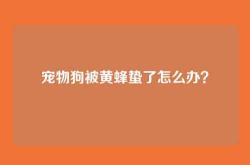 宠物狗被黄蜂蛰了怎么办？