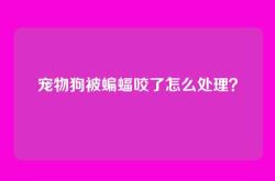 宠物狗被蝙蝠咬了怎么处理？