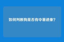 如何判断狗是否有中暑迹象？