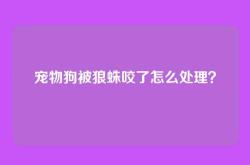 宠物狗被狼蛛咬了怎么处理？