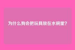 为什么狗会把玩具放在水碗里？