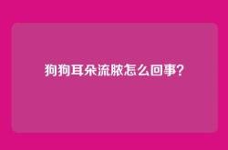狗狗耳朵流脓怎么回事？