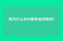 狗为什么会对着电视动物叫？