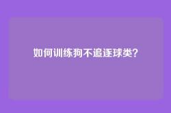 如何训练狗不追逐球类？